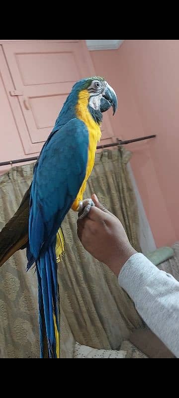 Blue N Gold Macaw Females 6