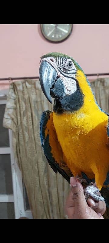 Blue N Gold Macaw Females 7