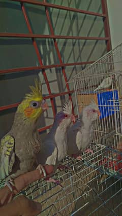 Cocktail Chicks + Breeder Pair with chick For Sale