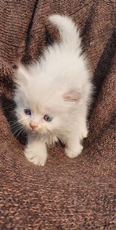 Triple coat Persian  kitten