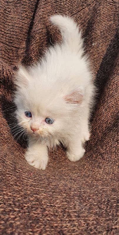 Triple coat Persian  kitten 0