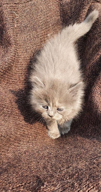 Triple coat Persian  kitten 1