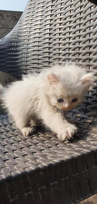 Triple coat Persian  kitten 2