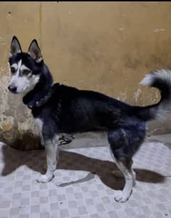 Huskey female16mnth kibh