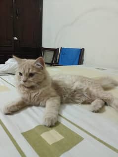 persian female cat Age 1 year