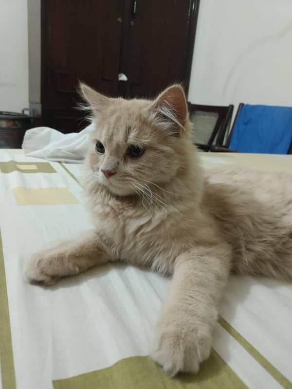 persian female cat Age 1 year 1