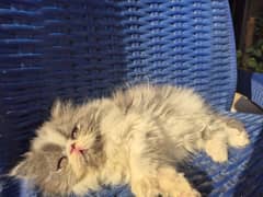 cute peke persian kitten