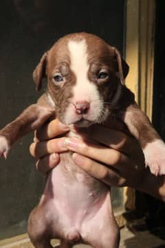 American pitbulls are available