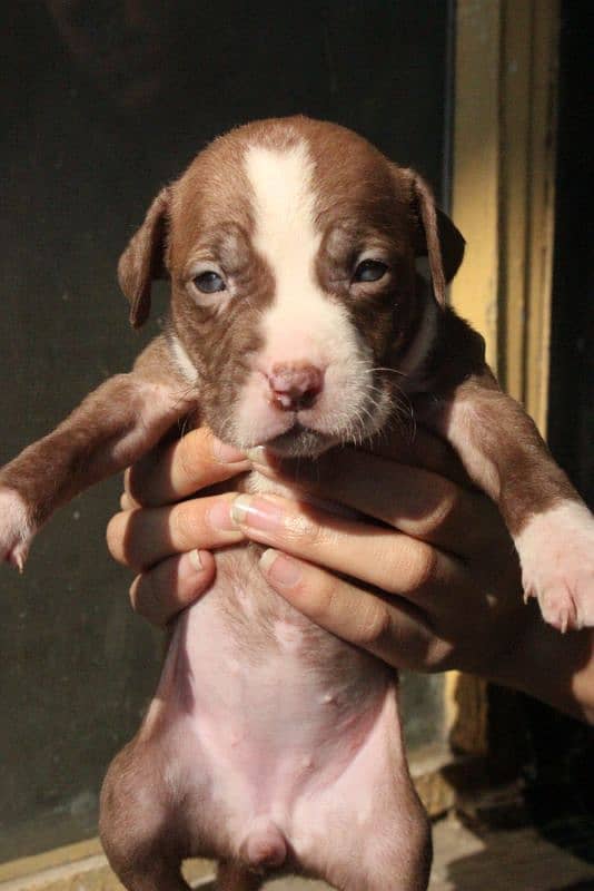 American pitbulls are available 0