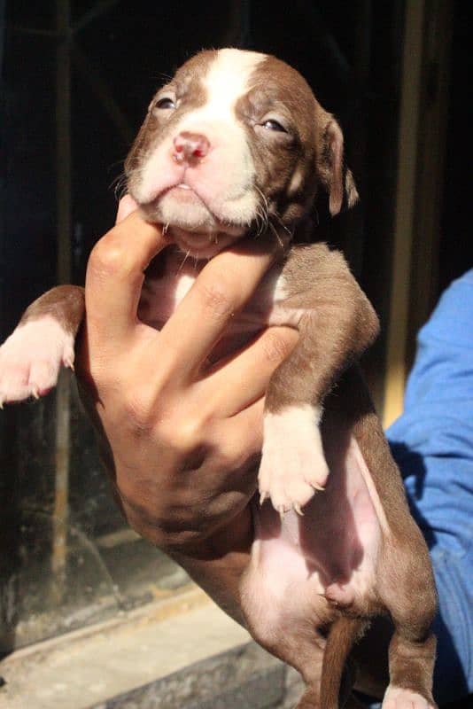 American pitbulls are available 1