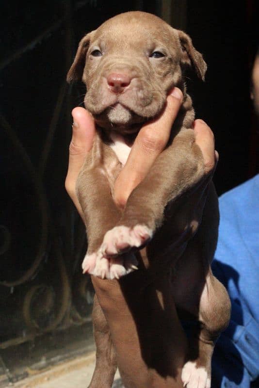 American pitbulls are available 2