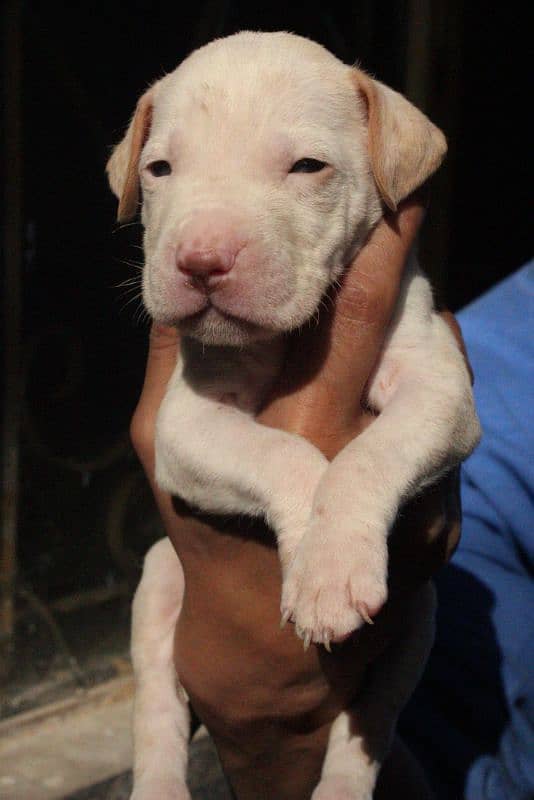 American pitbulls are available 3