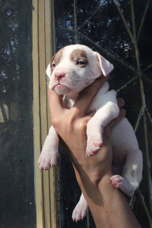 American pitbulls are available 5