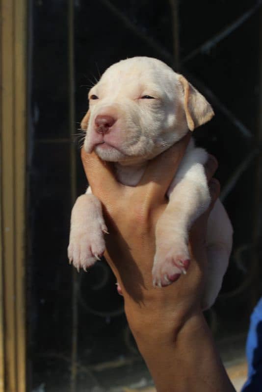 American pitbulls are available 6