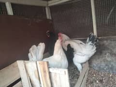 Egg laying Hens