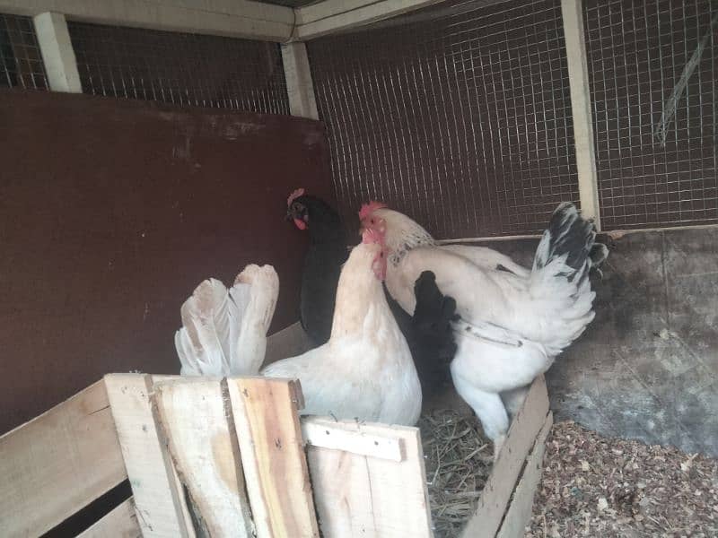 Egg laying Hens 0