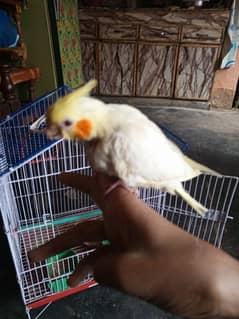 handfeeding chicks available pair almost self hogye hn