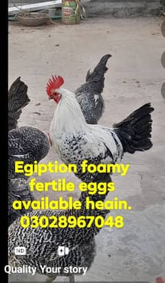 fertile eggs. egiption foamy.