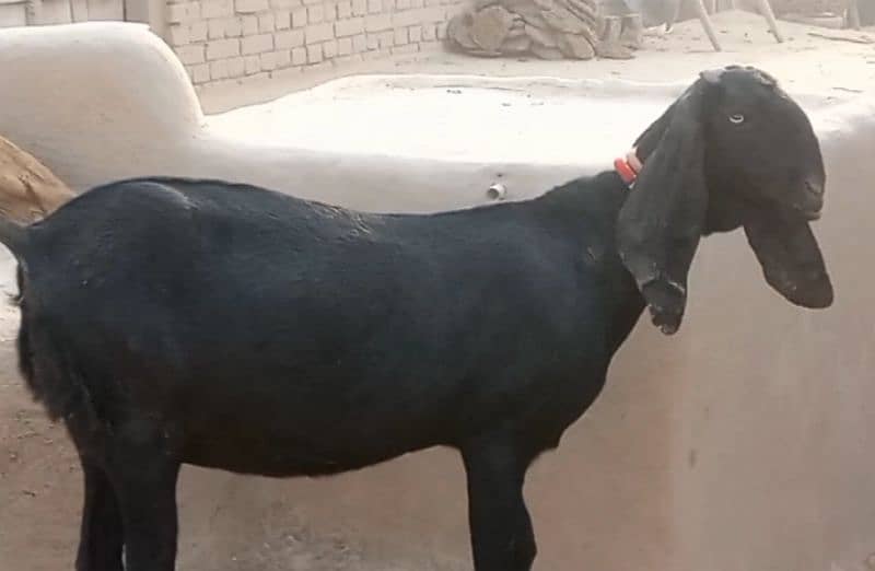 Desi bakri for sale|Nagri bakri for sale 0