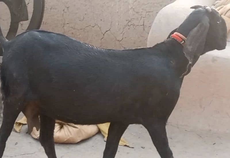 Desi bakri for sale|Nagri bakri for sale 1