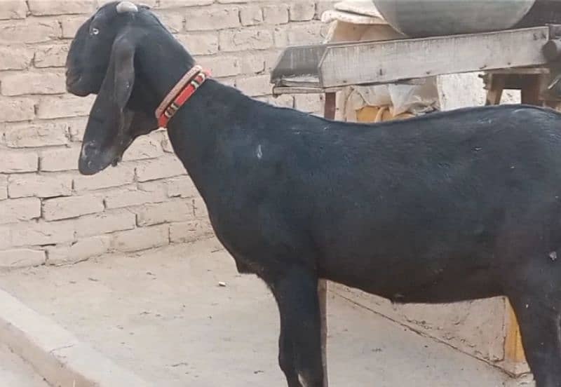 Desi bakri for sale|Nagri bakri for sale 2