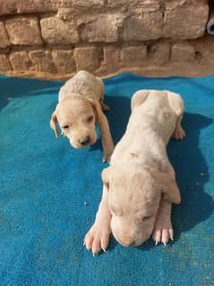 English Pointer Dog Kids