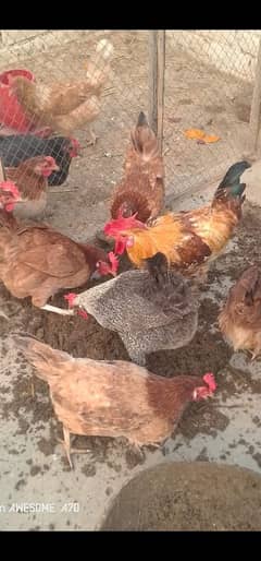 Healthy golden chicken available for sale contact now