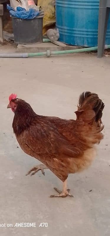 Healthy golden chicken available for sale contact now 2