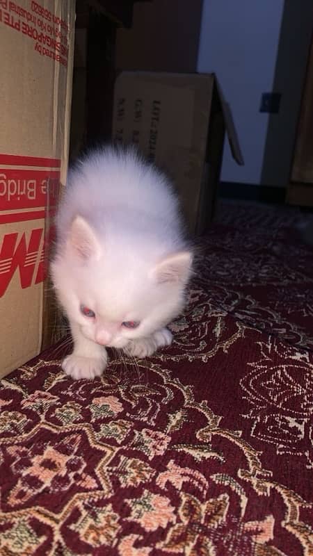 persian kitten 1