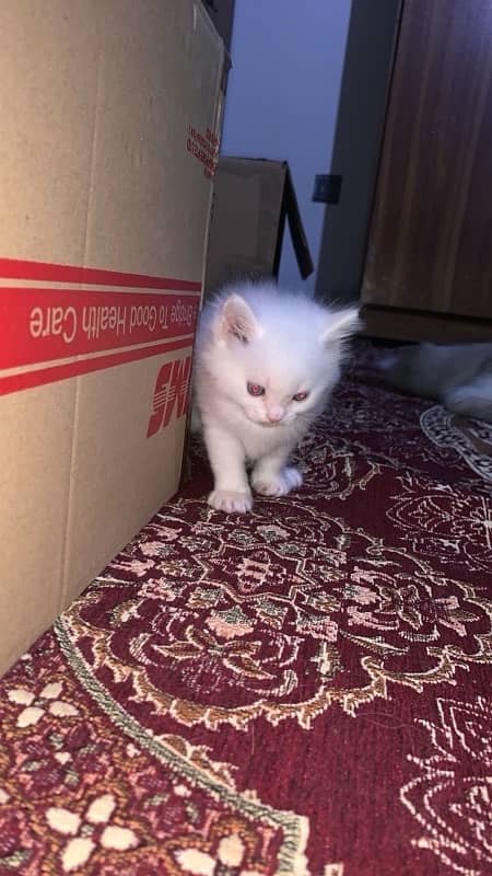 persian kitten 2