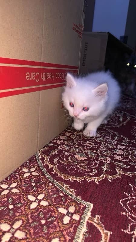 persian kitten 3