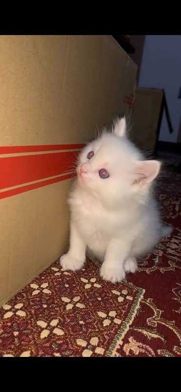 persian kitten 5