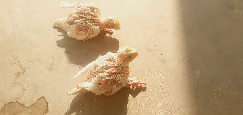 cock tail chiks for sale  03121295547 red eyes ha 1