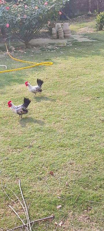 English game hens male female 1