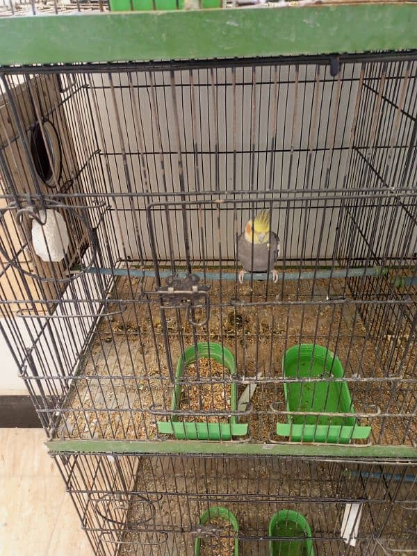 cocktail pair and cage 2