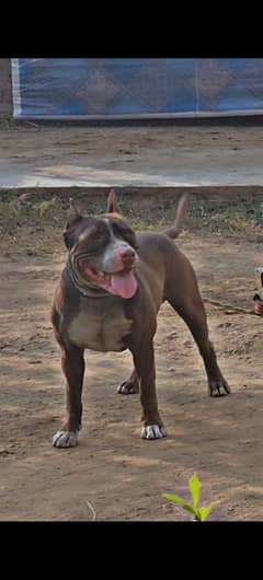 American pitbull terrier game breed