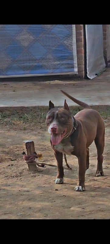 American pitbull terrier game bloodline breed 1