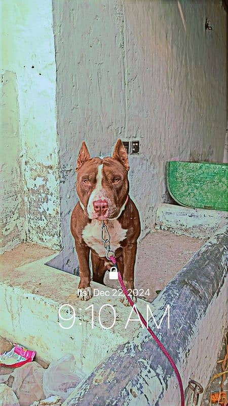 American pitbull terrier game bloodline breed 2