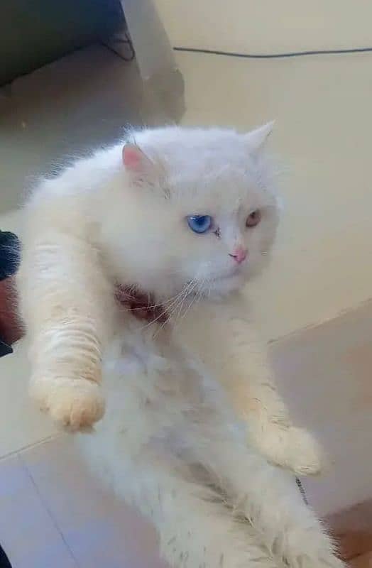 Turkish cat /white Female cat / triple coated / imported cat 0