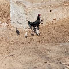 خالص اصیل مرغی بمع 4 چوزے برائے فروخت