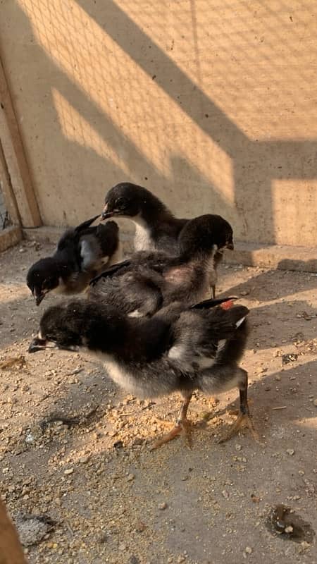 pure Thai Aseel chicks top quality only chicks for sale 030848614O7 4