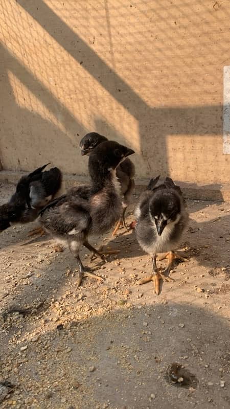 pure Thai Aseel chicks top quality only chicks for sale 030848614O7 5