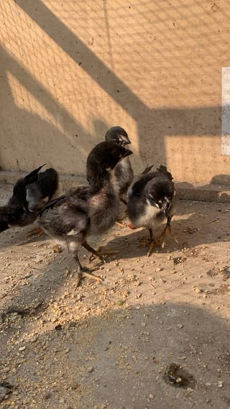 pure Thai Aseel chicks top quality only chicks for sale 030848614O7 7