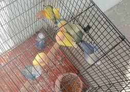 love birds beautiful parrot for sale 13 pics with cage