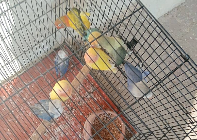 love birds beautiful parrot for sale 13 pics with cage 0