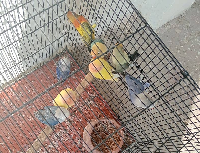 love birds beautiful parrot for sale 13 pics with cage 1