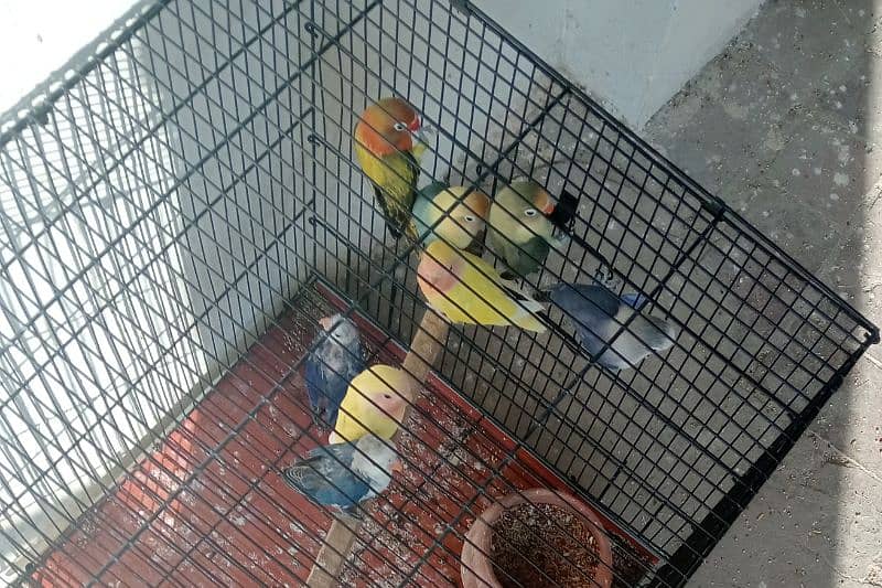 love birds beautiful parrot for sale 13 pics with cage 2