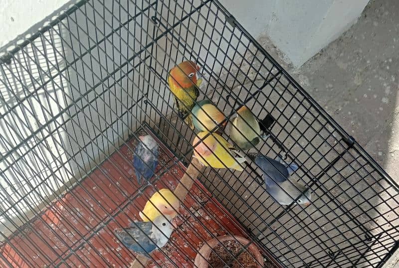 love birds beautiful parrot for sale 13 pics with cage 3