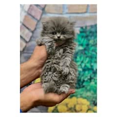 Persian hamalian british punch face piki face cat's and kitten's