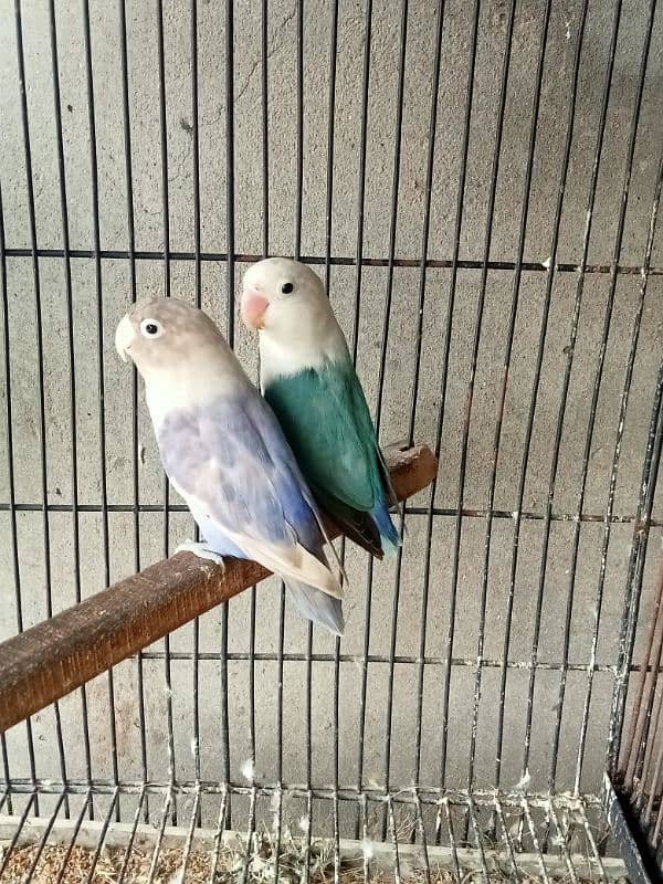 love birds 4